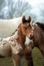 Veulen (ml) Nez Perc&eacute;s Te koop 2026 Appaloosa ,  SHKARA IZLAYON