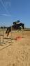 Merrie Franse rijpony PFS Te koop 2021 Bruin / Bai