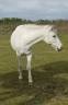 Ruin Ras onbekend Te koop 2006 Schimmel
