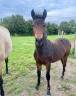 Merrie Connemara Te koop 2024 Donker bruin / bai