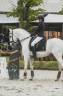 Dekhengst Lusitano Te koop 2014 Wit ,  ADIDO INTERAGRO