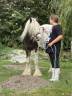 Ruin Andere pony rassen Te koop 2023 Bont