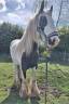 Ruin Andere pony rassen Te koop 2023 Bont