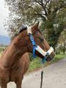 Ruin Andere pony rassen Delen 2001 Donker bruin / bai
