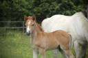 Veulen (ml) Franse rijpony PFS Te koop 2025 Vos ,  Foly star de florys