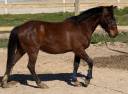 Ruin Ras onbekend Te koop 2019 Donker bruin / bai