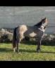 Merrie Connemara Te koop 2023 Schimmel