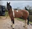 Ruin Welsh Partbred Te koop 2023 Bont