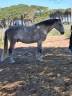 Ruin Lusitano Te koop 2015 Schimmel
