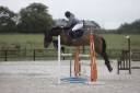 Ruin Franse rijpony PFS Te koop 2016 Donker bruin / bai ,  Checkdam du Givre