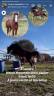 Ruin Welsh Pony (Section A) Te koop 2021 Overige kleuren