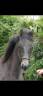Veulen (ml) New Forest Te koop 2025 Vos roan