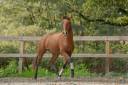 Ruin Lusitano Te koop 2019 Donker bruin / bai