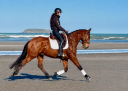Ruin Lusitano Te koop 2019 Donker bruin / bai