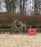 Ruin Connemara Te koop 2024 Schimmel ,  Black Dream du Verdot
