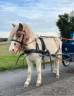 Ruin Shetland Te koop 2023 Bont
