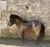 Ruin Shetland Te koop 2024 Vos roan ,  Cromignon d&rsquo;Alix