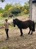 Ruin Shetland Te koop 2022 Donker bruin / bai