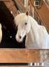 Ruin Franse rijpony PFS Te koop 2017 Palomino ,  SNOOPY DES ETISSES (PFS)