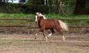 Ruin Welsh Pony (Section B) Te koop 2024 Lichte manen en staart ,  KELHIOS DES BERTAINES