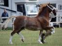 Merrie Welsh Pony (Section C) Te koop 2017 Overige kleuren
