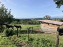 Paarden boerderij Koop Rh&ocirc;ne