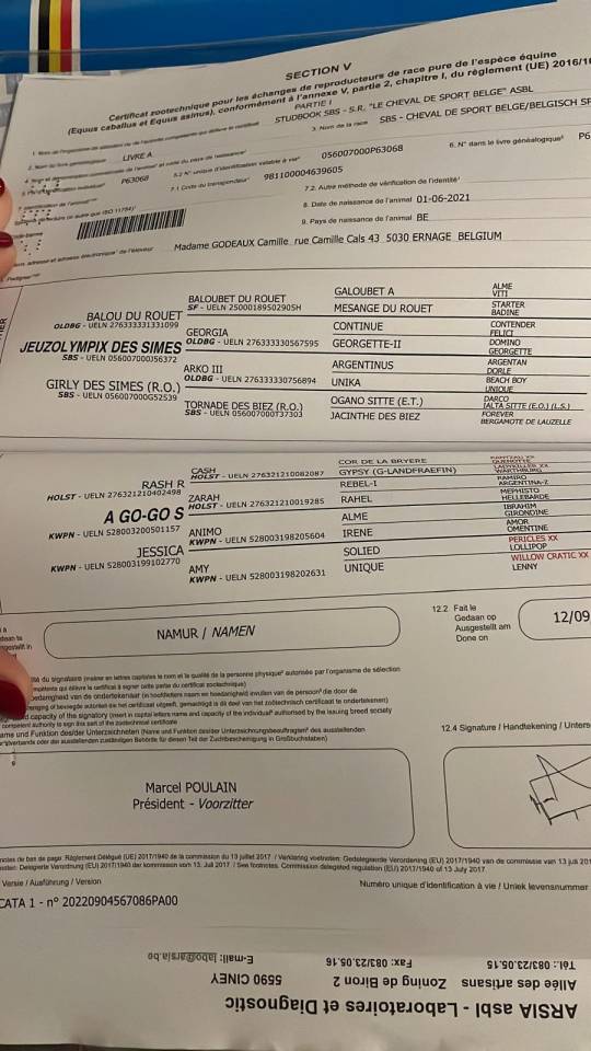 Ruin Belgisch sportpaard Te koop 2021 Donker bruin / bai