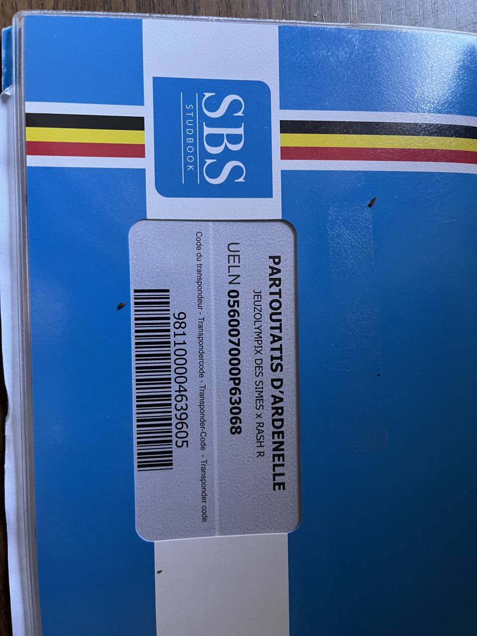 Ruin Belgisch sportpaard Te koop 2021 Donker bruin / bai