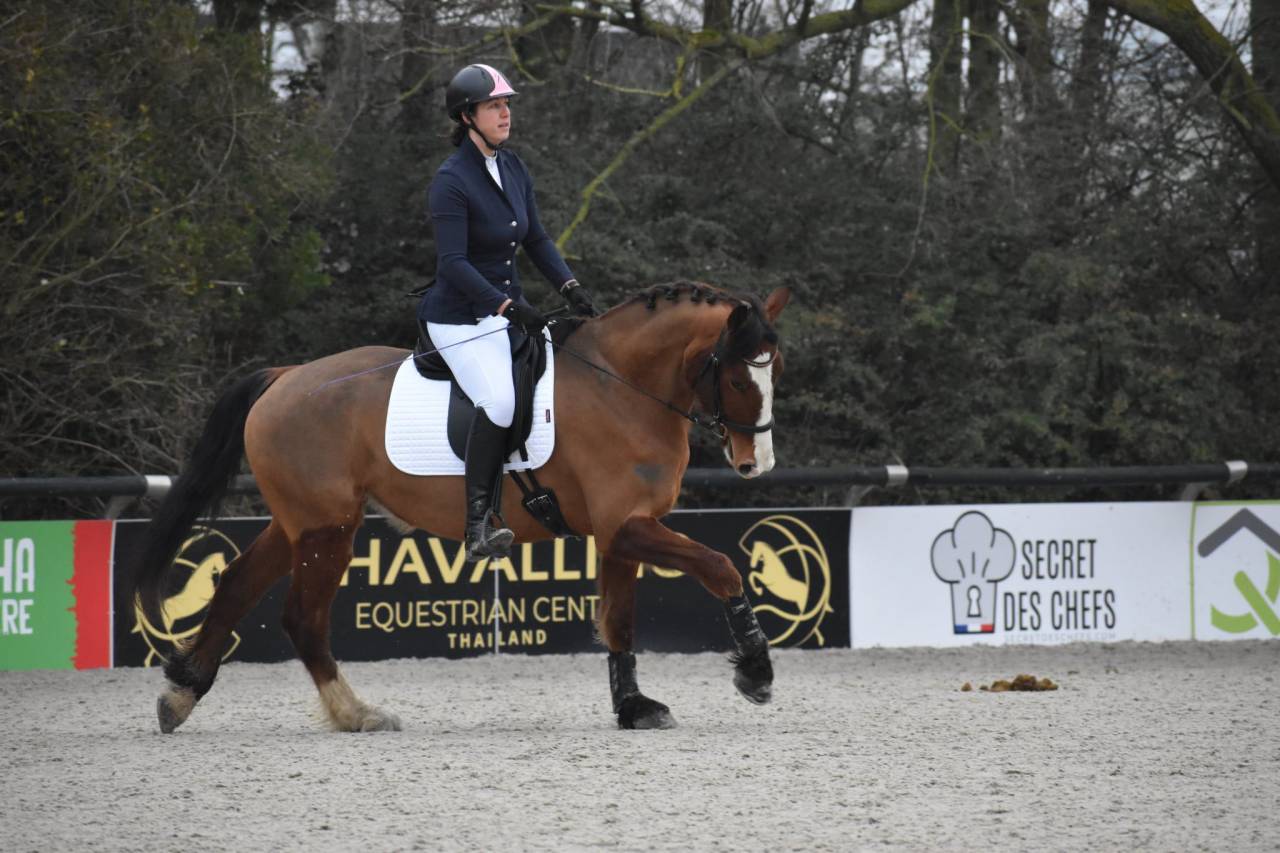 Ruin Franches-Montagnes  Te koop 2020 Donker bruin / bai