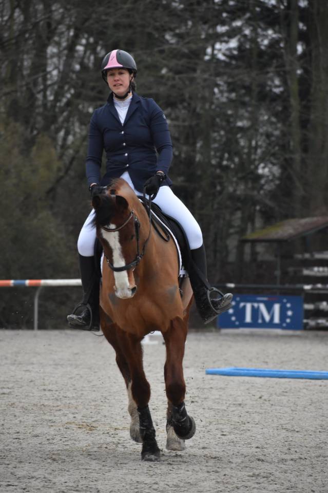 Ruin Franches-Montagnes  Te koop 2020 Donker bruin / bai