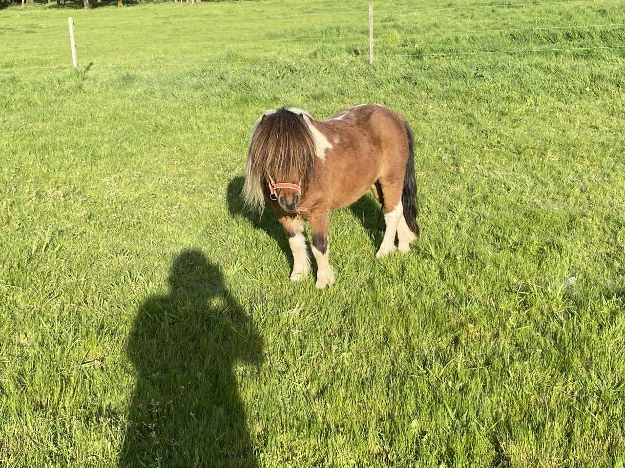 Dekhengst Shetland Te koop 2022 Bont