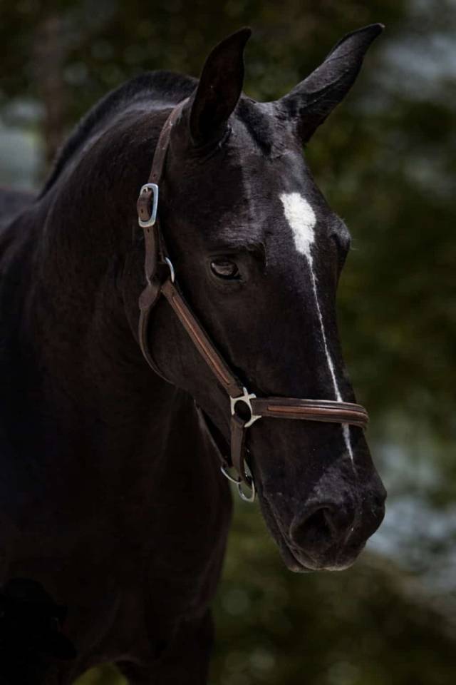 Merrie PRE Puur Ras Spaans Te koop 2018 Zwart