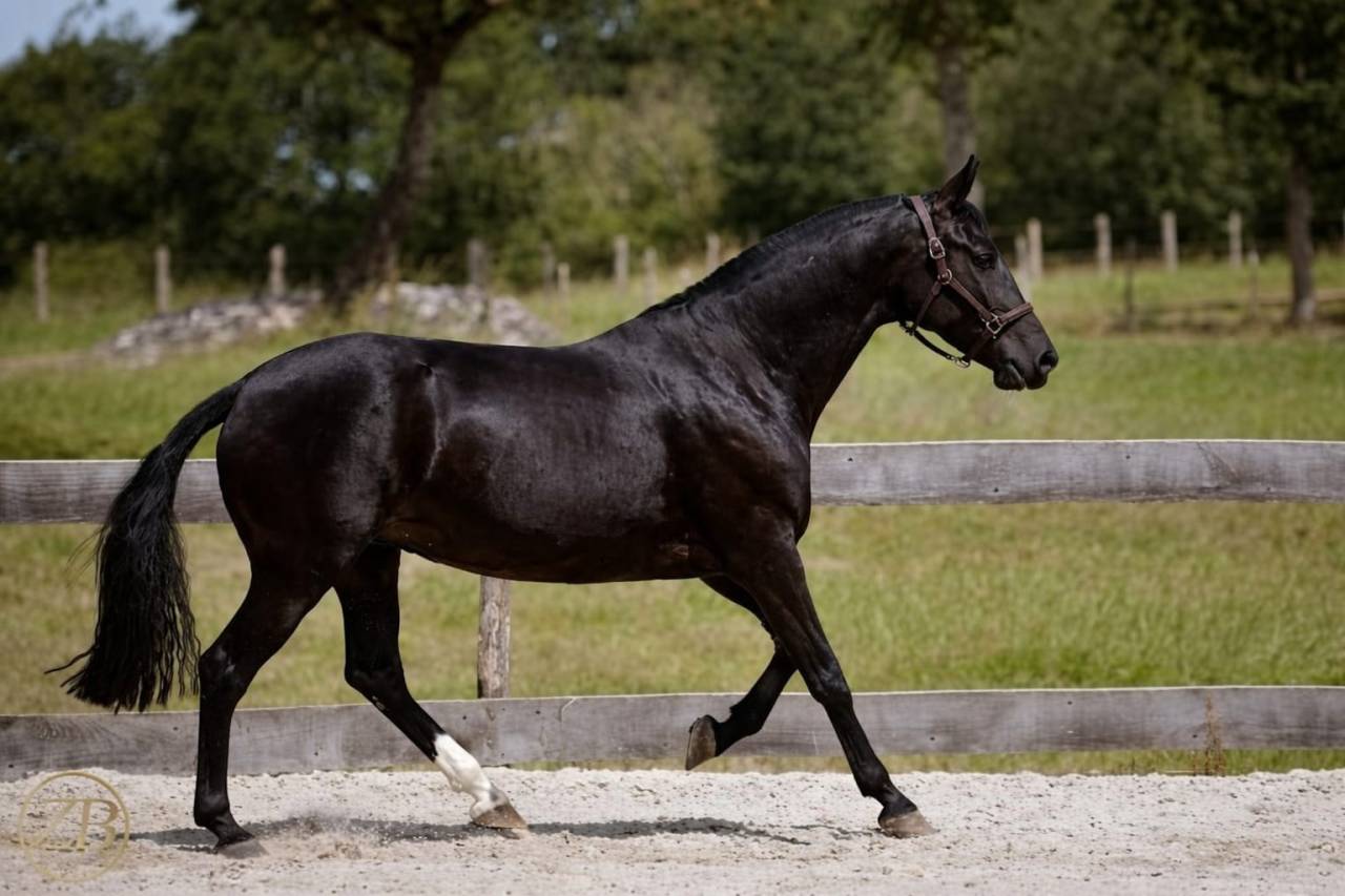 Merrie PRE Puur Ras Spaans Te koop 2018 Zwart