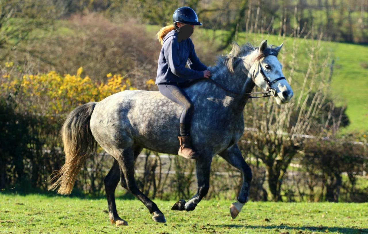 Merrie Connemara Te koop 2019 Zwart