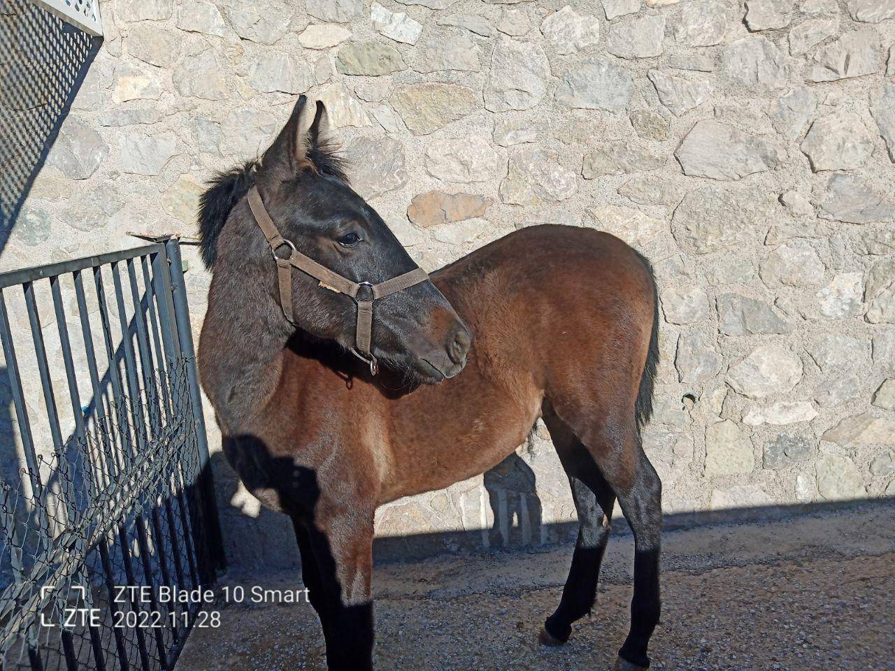 Ruin PRE Puur Ras Spaans Te koop 2022 Schimmel ,  INDEXADO