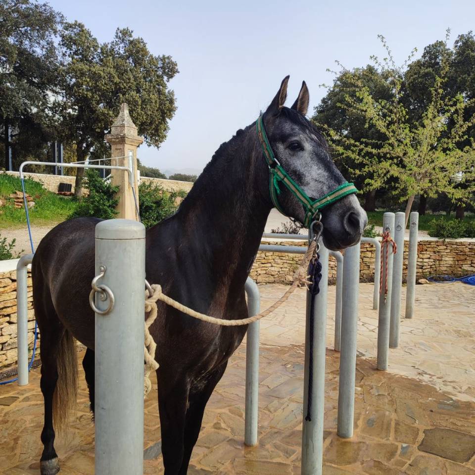 Ruin PRE Puur Ras Spaans Te koop 2022 Schimmel ,  INDEXADO