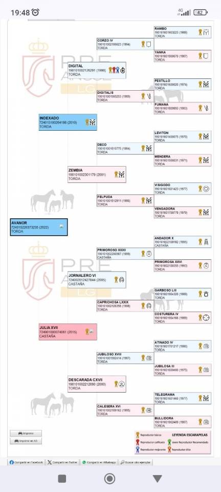 Ruin PRE Puur Ras Spaans Te koop 2022 Schimmel ,  INDEXADO