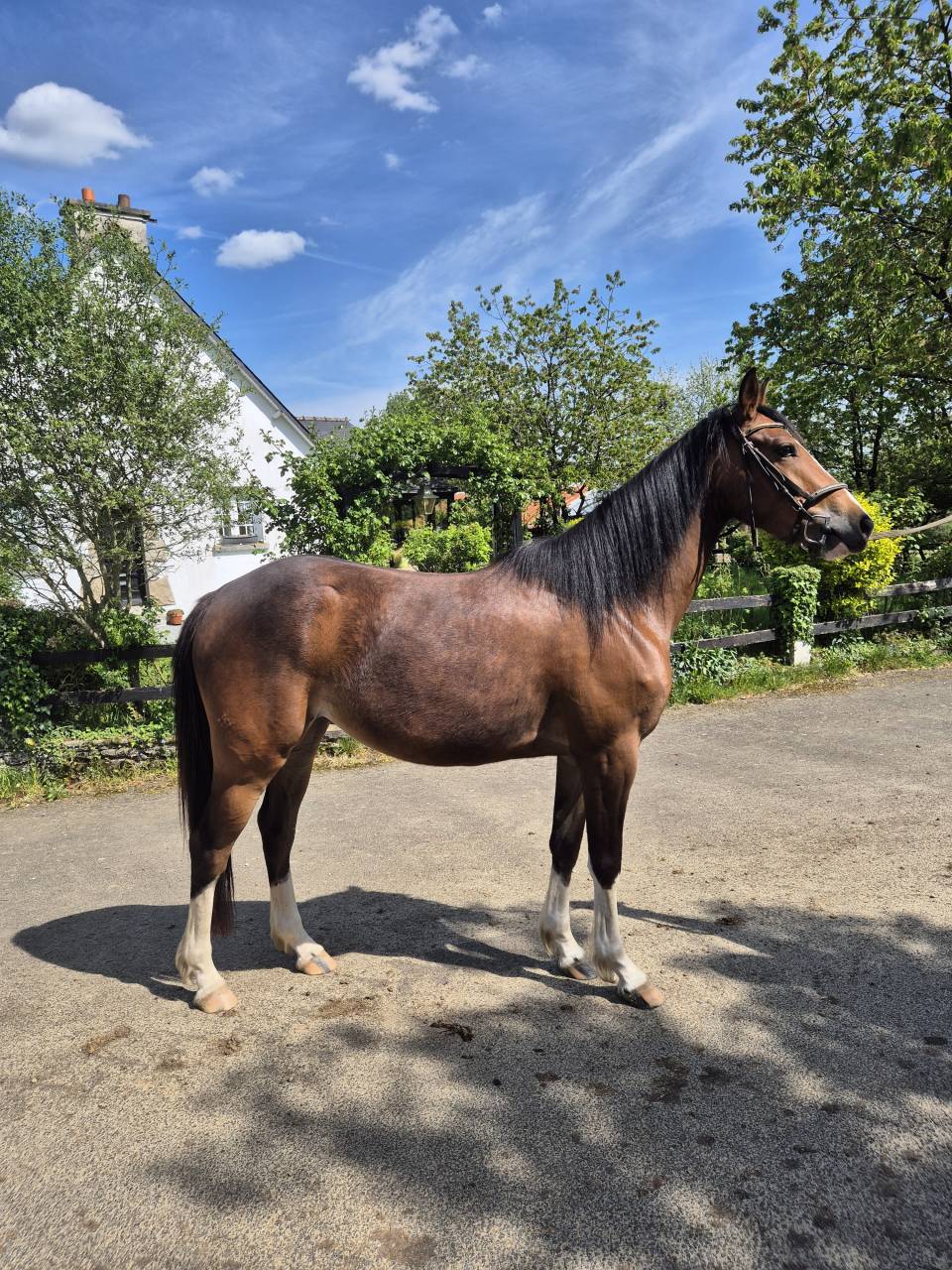 Veulen (vr) Franse rijpony PFS Te koop 2023 Donker bruin / bai ,  MOVIE STAR TILIA
