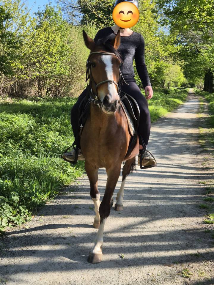 Veulen (vr) Franse rijpony PFS Te koop 2023 Donker bruin / bai ,  MOVIE STAR TILIA