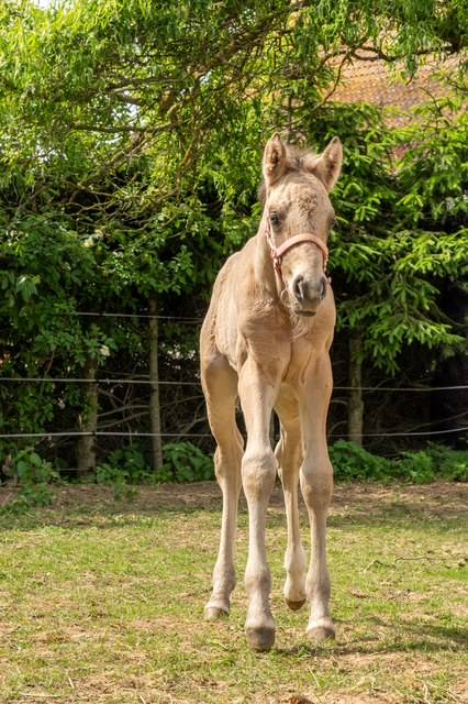 Veulen (vr) Franse rijpony PFS Te koop 2025 Isabel ,  Light Star de Florys