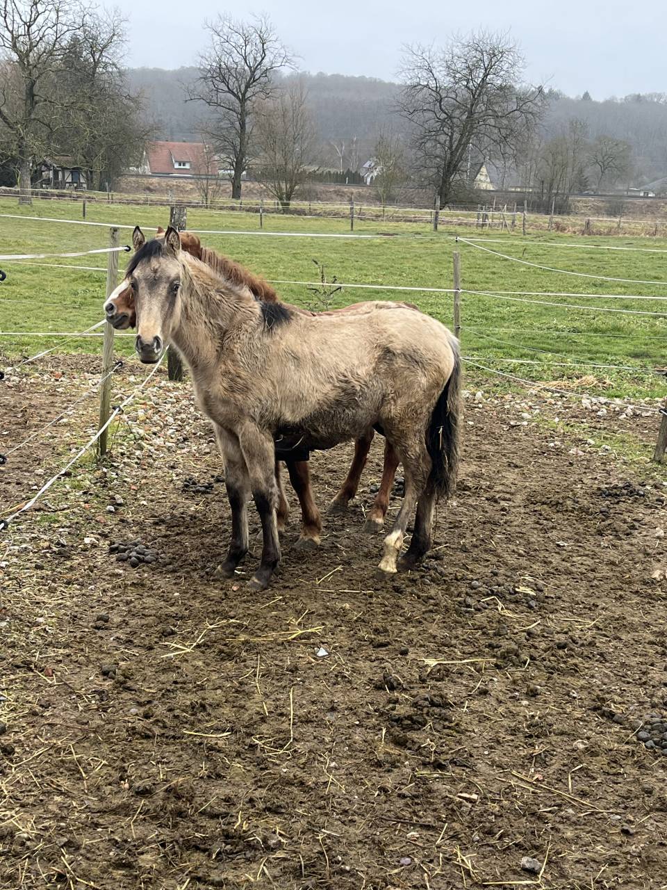 Veulen (vr) Franse rijpony PFS Te koop 2025 Isabel ,  Light Star de Florys