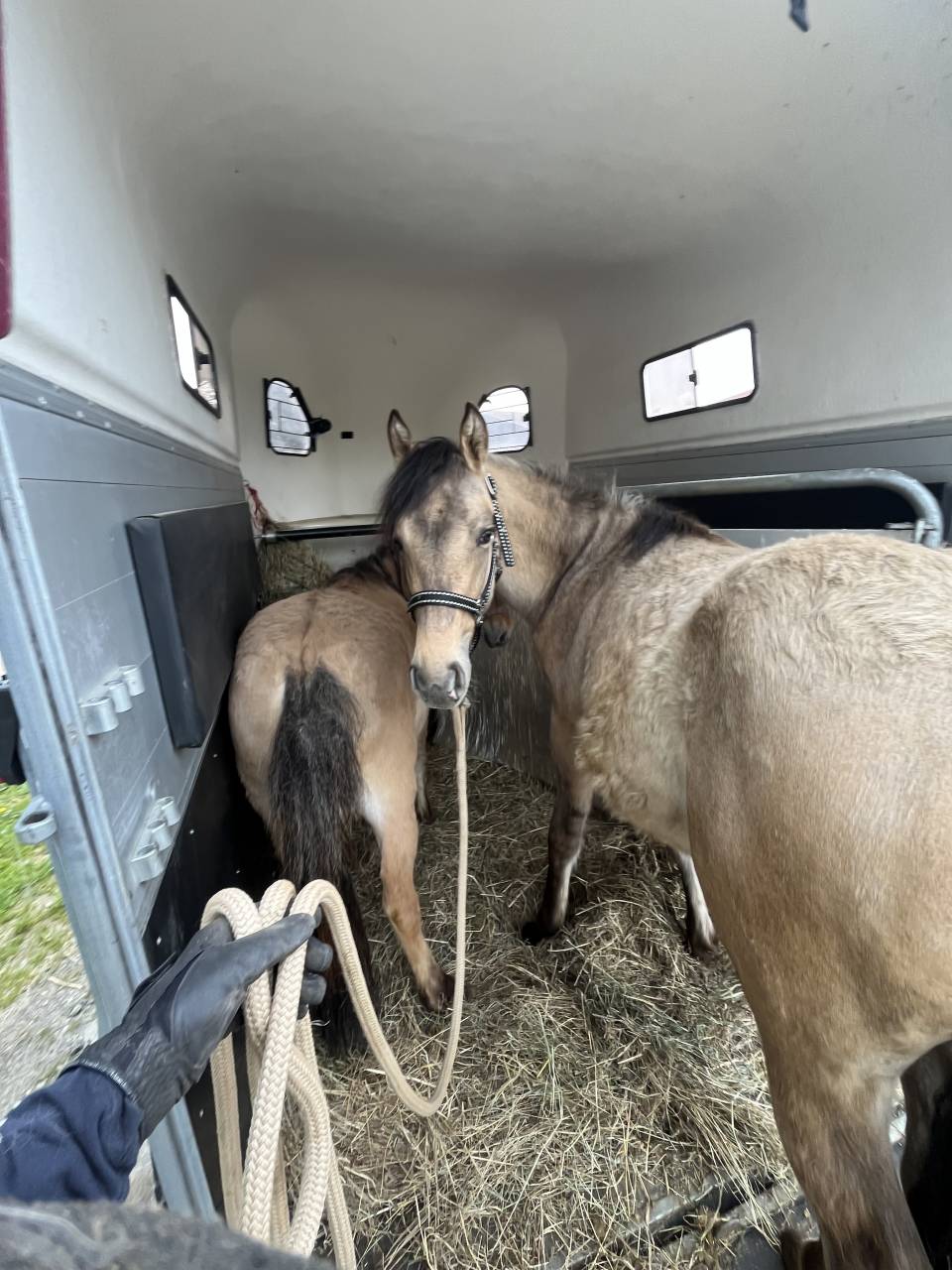 Veulen (vr) Franse rijpony PFS Te koop 2025 Isabel ,  Light Star de Florys