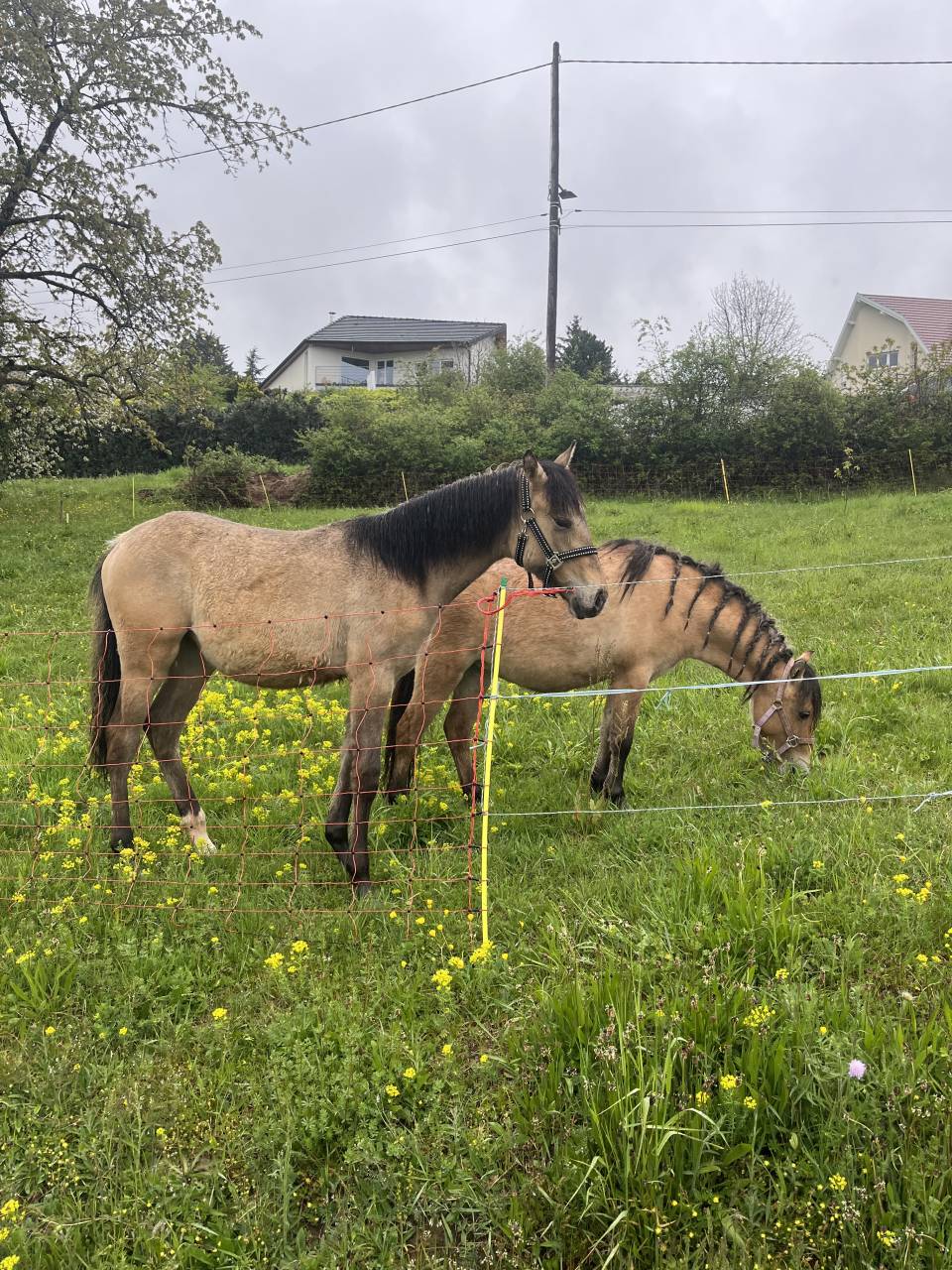 Veulen (vr) Franse rijpony PFS Te koop 2025 Isabel ,  Light Star de Florys