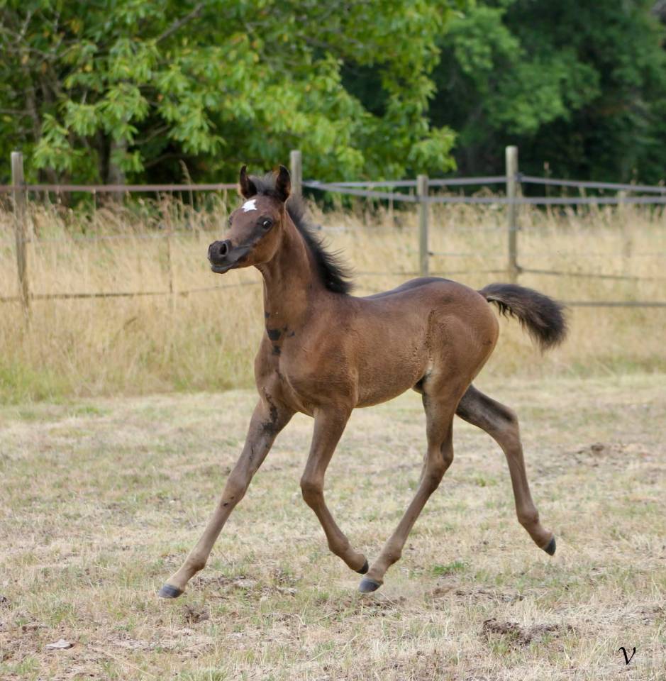 Hengst Arabier Te koop 2025 Zwart ,  Black Shivas.