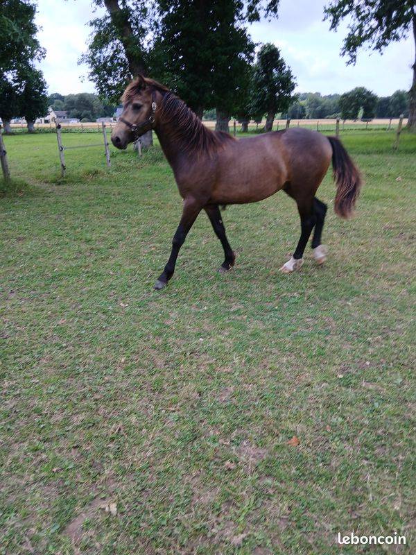 Ruin Franse rijpony PFS Te koop 2024 Bruin / Bai ,  Conte Belllini