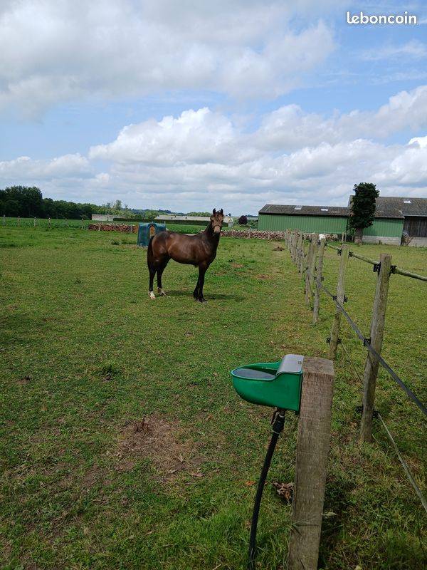 Ruin Franse rijpony PFS Te koop 2024 Bruin / Bai ,  Conte Belllini