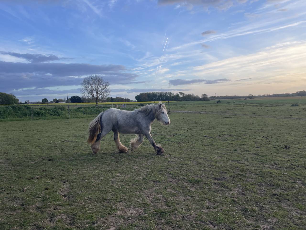 Merrie Ras onbekend Te koop 2023 Schimmel