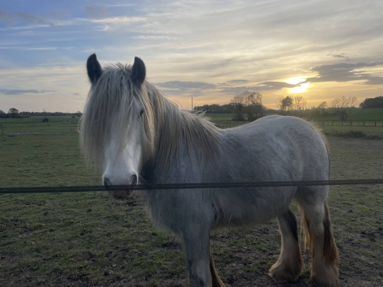 Merrie Ras onbekend Te koop 2023 Schimmel