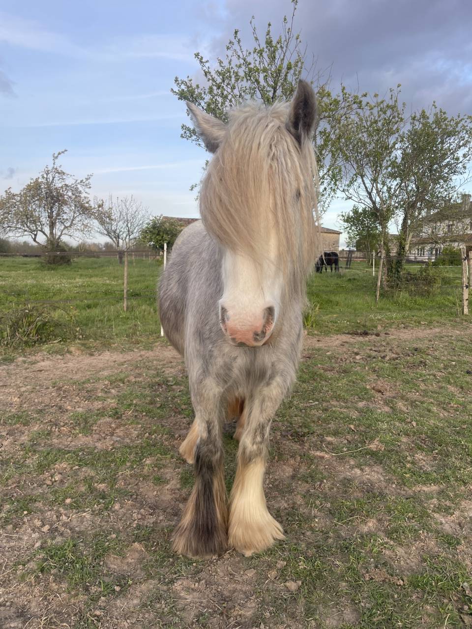Merrie Ras onbekend Te koop 2023 Schimmel