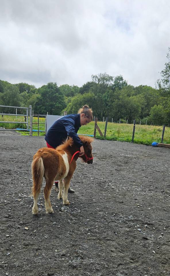 Veulen (ml) Shetland Te koop 2026 Bont ,  Kosmos du ster